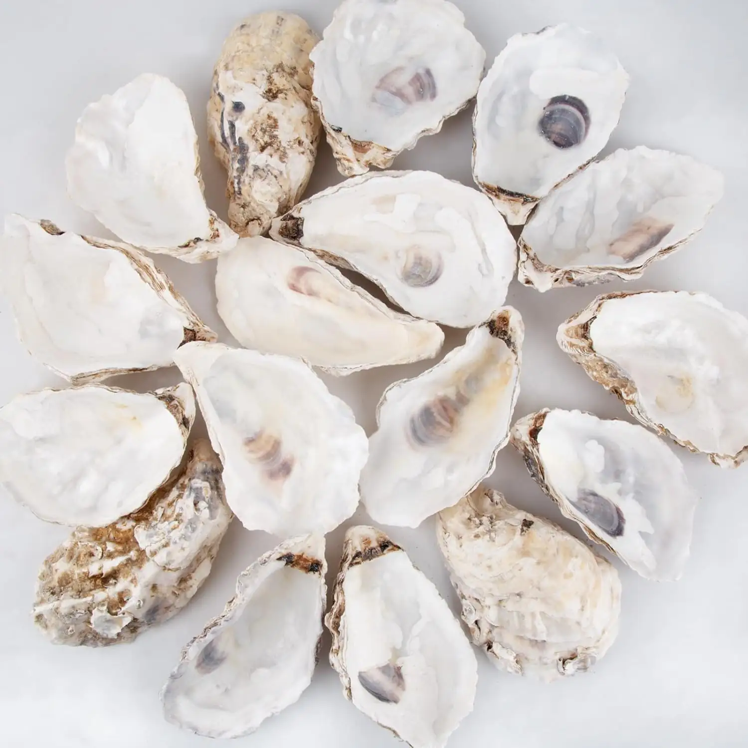 QEQEKAKA 30PCS Large Oyster Shells… — Photo 1