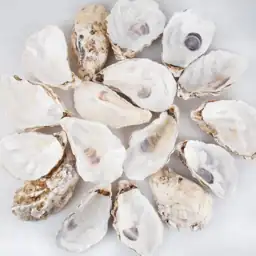 QEQEKAKA 30PCS Large Oyster Shells… — Photo 1