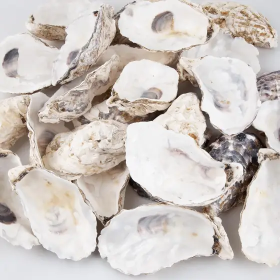 QEQEKAKA 30PCS Large Oyster Shells… — Photo 2