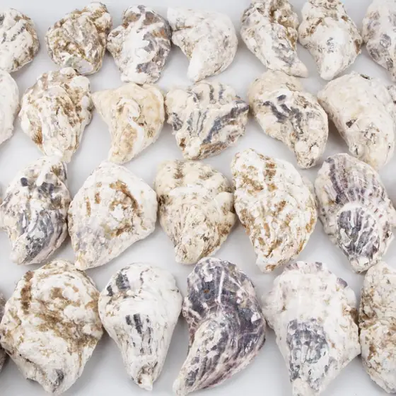 QEQEKAKA 30PCS Large Oyster Shells… — Photo 4