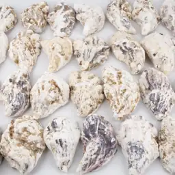 QEQEKAKA 30PCS Large Oyster Shells… — Photo 4