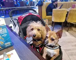 ROODO Escort 3-Wheel Dog/Cat Pet… — Photo 2