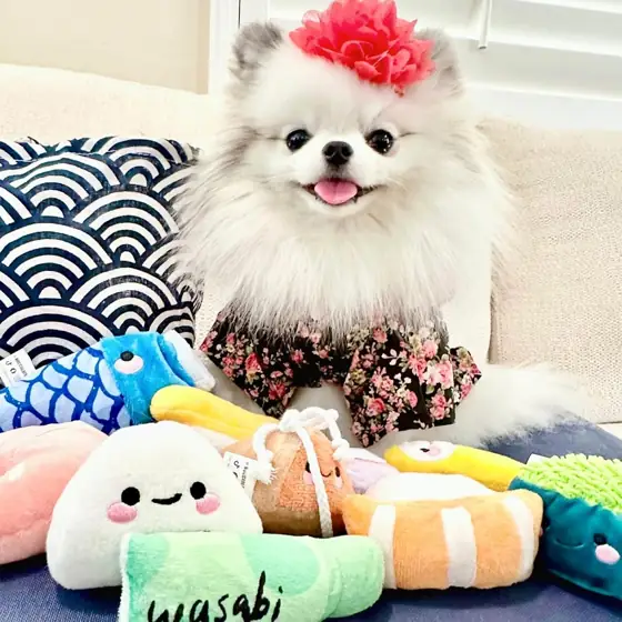Nocciola 10 PC Sushi Squeaky… — Photo 2