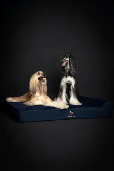 NOAH & PAW Giant Dog… — Photo 2