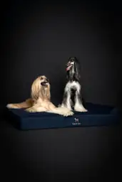 NOAH & PAW Giant Dog… — Photo 2