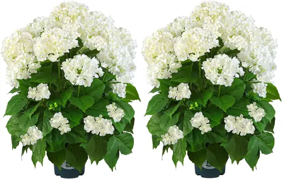 Artificial Hydrangea Tree 29" Tall… — Photo 1