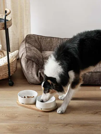 LE TAUCI PET Ceramic Dog… — Photo 2