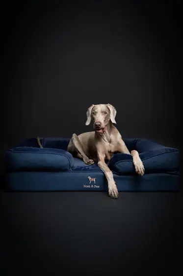 NOAH & PAW XL Dog… — Photo 2