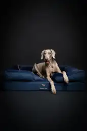 NOAH & PAW XL Dog… — Photo 2