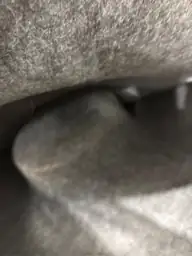 Cattasaurus Peekaboo Cat Cave Donut,… — Photo 4