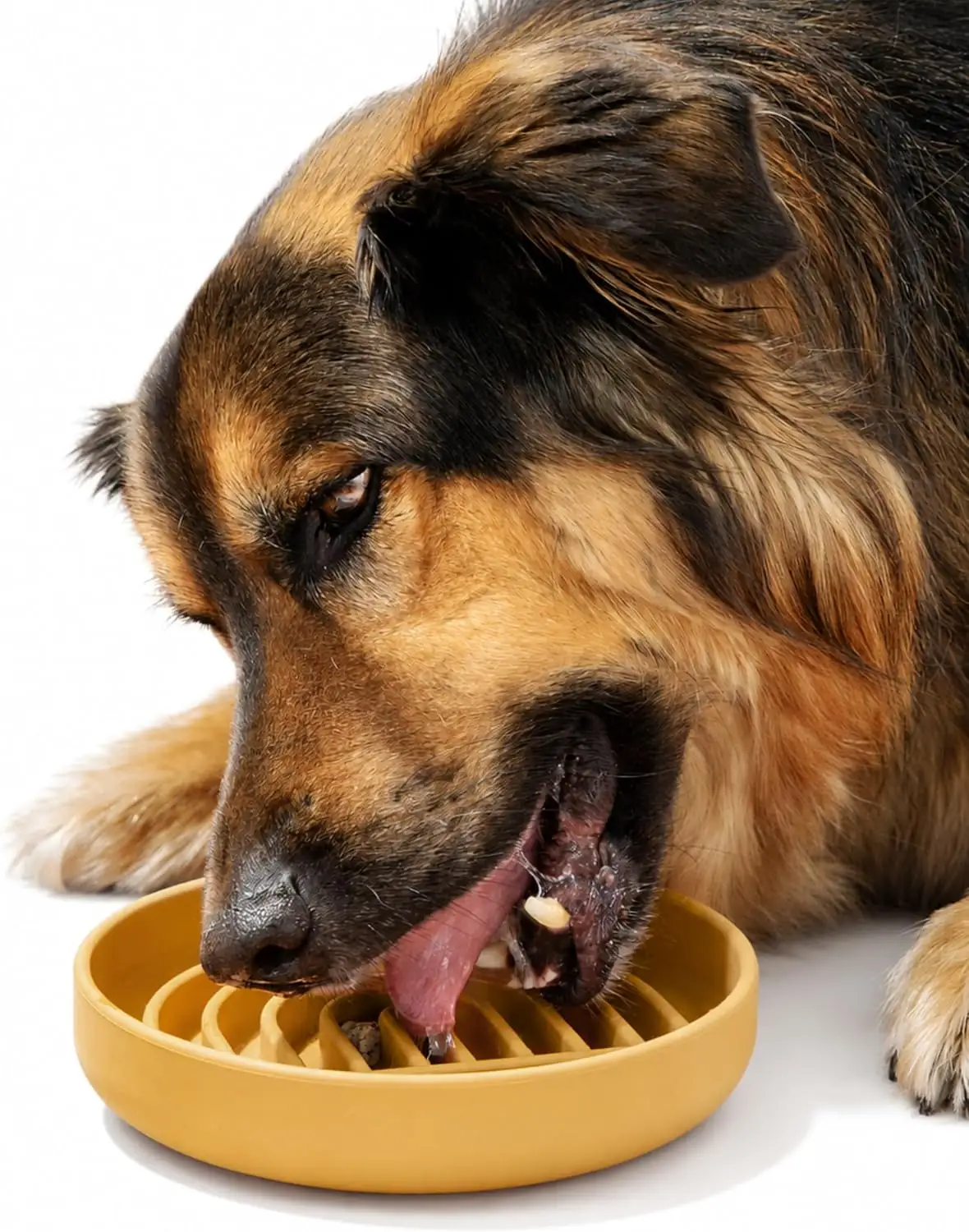 Slow Feeder Dog Bowl -… — Photo 1