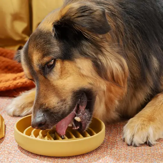 Slow Feeder Dog Bowl -… — Photo 2