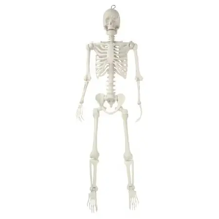 Hanging Posable Skeleton Decoration, White,… — Photo 1
