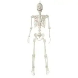 Hanging Posable Skeleton Decoration, White,… — Photo 1