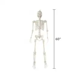 Hanging Posable Skeleton Decoration, White,… — Photo 2