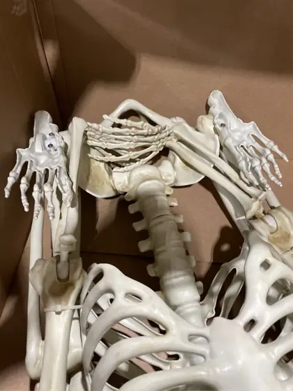 Hanging Posable Skeleton Decoration, White,… — Photo 4