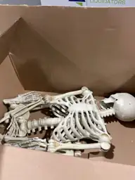 Hanging Posable Skeleton Decoration, White,… — Photo 5