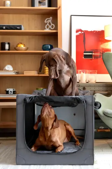 Noah & Paw XL Collapsible… — Photo 2