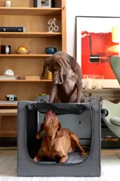 Noah & Paw XL Collapsible… — Photo 2