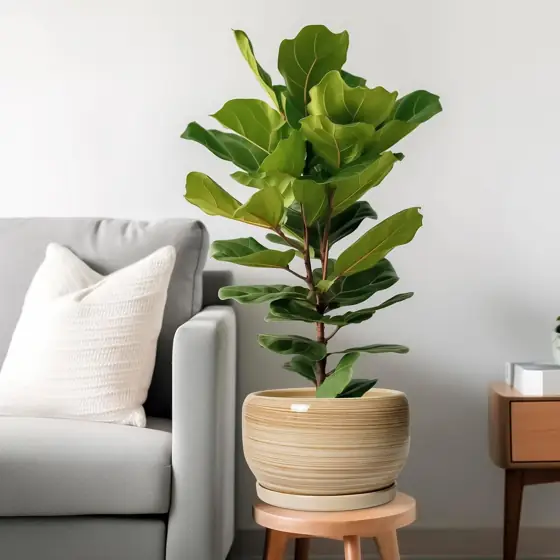 SQOWL Ceramic Plant Pot -… — Photo 2
