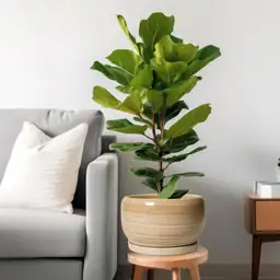 SQOWL Ceramic Plant Pot -… — Photo 2