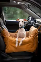 Noah & Paw Dog Car… — Photo 2