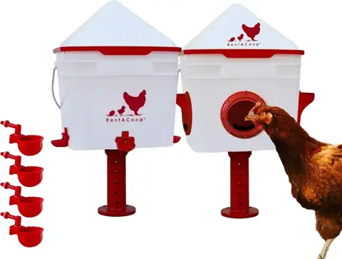 RentACoop Chick2Chicken 10lb Feeder &… — Photo 1