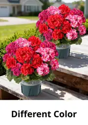 Artificial Geraniums, 2-Pack Potted Faux… — Photo 1