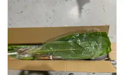 Artificial Banana Tree Plant -… — Photo 4