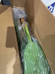 Artificial Banana Tree 6ft, Palm… — Photo 4