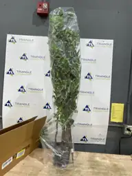 Bailikang Artificial Ficus Tree 6ft,… — Photo 4