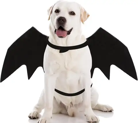 Dog Halloween Spider Costumes for… — Photo 1