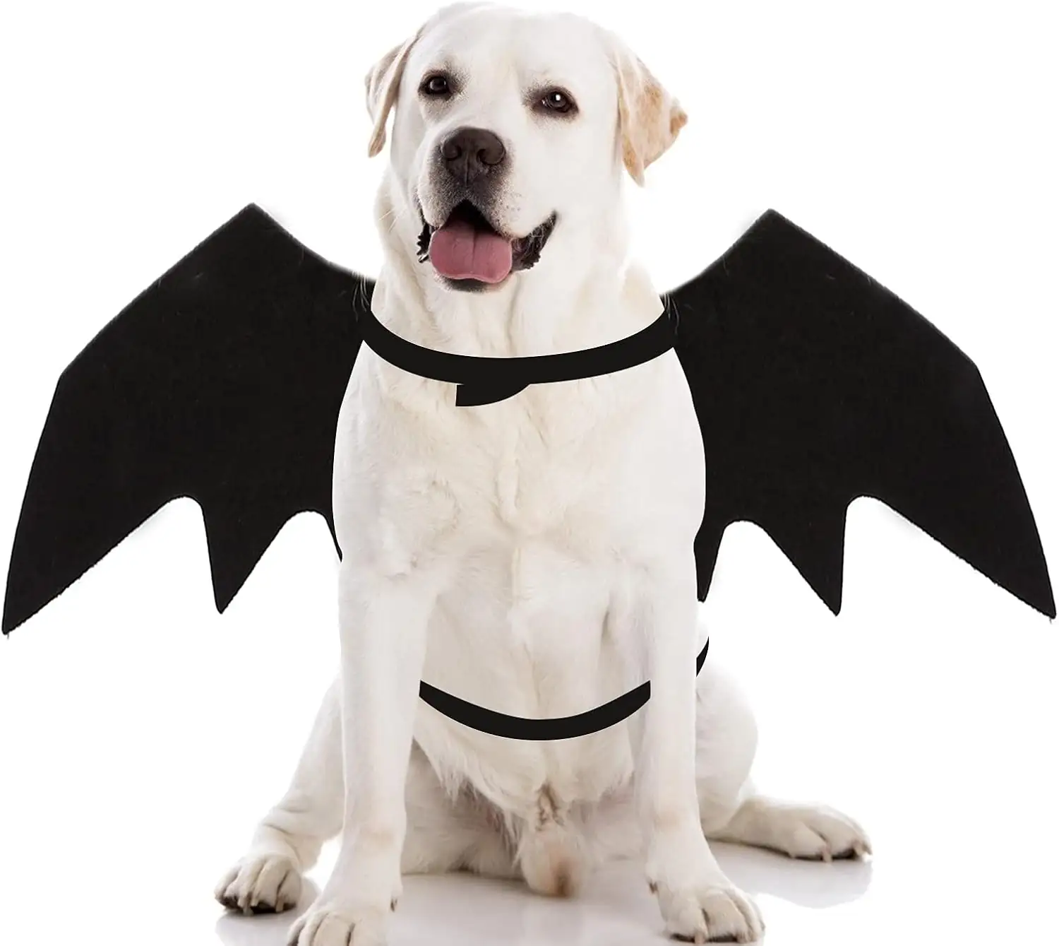 Dog Halloween Spider Costumes for… — Photo 1