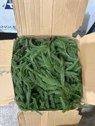 Artificial Norfolk Pine Garland, 9… — Photo 3