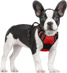 rabbitgoo Dog Harness, No Pull… — Photo 1
