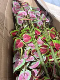 Artificial Plants Outdoor UV Resistant… — Photo 6