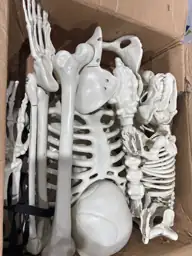 5.4FT Halloween Skeletons, Posable Full-Size… — Photo 5