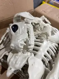 5.4FT Halloween Skeletons, Posable Full-Size… — Photo 6