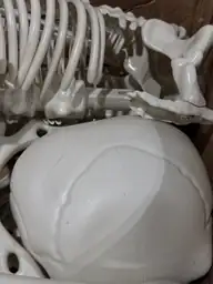 5.4FT Halloween Skeletons, Posable Full-Size… — Photo 7