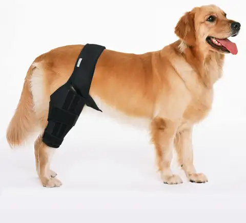 Dog Knee Brace for Torn… — Photo 1
