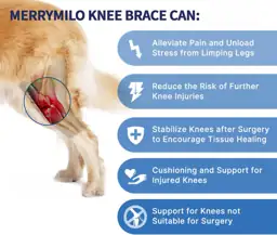 Dog Knee Brace for Torn… — Photo 2