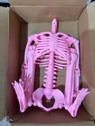 36" Pink Skeleton Decoration, Halloween… — Photo 3