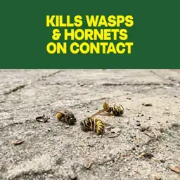 Raid Wasp & Hornet Killer… — Photo 2